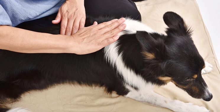 マッサージで愛犬の体のメンテナンスを。『ドッグマッサージ 実践