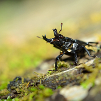 SIGMA(シグマ)のレンズ APO MACRO 180mm F3.5 EX IF HSM [ニコン用] で