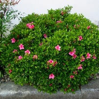 CANON(キヤノン)のデジタルカメラPowerShot A40 で撮影した写真(画像