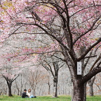 NIKON(ニコン)のレンズ AF-S DX VR Zoom-Nikkor 55-200mm f/4-5.6G IF