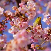 SIGMA(シグマ)のレンズ 105mm F2.8 DG DN MACRO [ソニーE用] で撮影