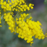 SIGMA(シグマ)のレンズ 105mm F2.8 DG DN MACRO [ソニーE用] で撮影