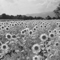 MAMIYA(マミヤ)のレンズ Mamiya KL 75mm F3.5L で撮影した写真(画像