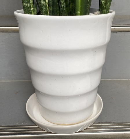 観葉植物 中型 青サンス ゼラニカ 鉢皿付 陶器鉢 W18 | 移転祝い 開店