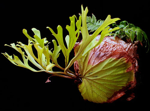 Platycerium willinckii 