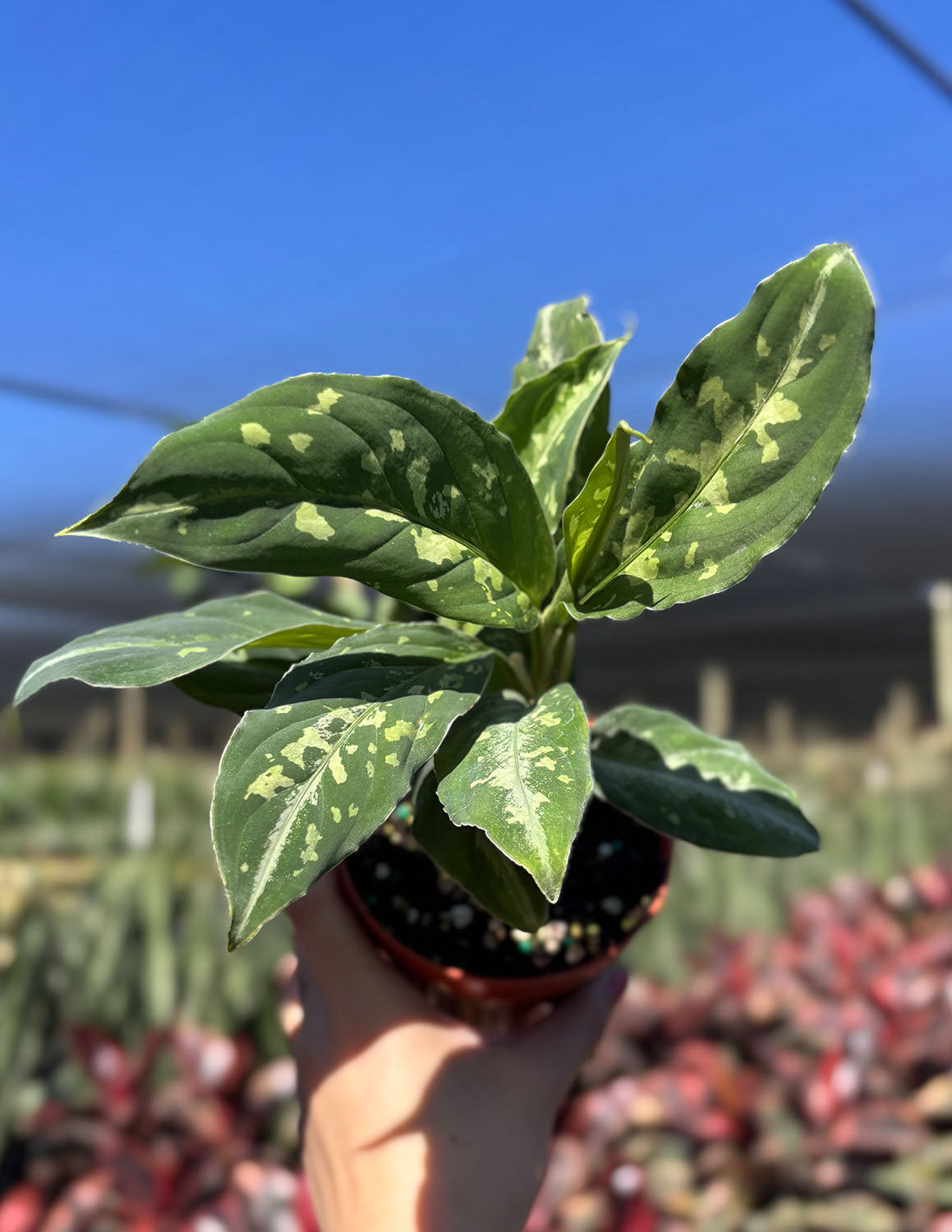 Aglaonema Pictum Bicolor | Houseplant | Always Affordable at Plant
