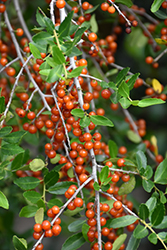 Weeping Yaupon Holly (Ilex vomitoria 'Pendula') in Vancouver