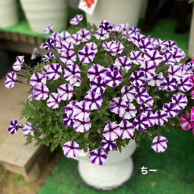 あふれ咲きペチュニア | PROVEN WINNERS (PW)【植物の国際ブランド】