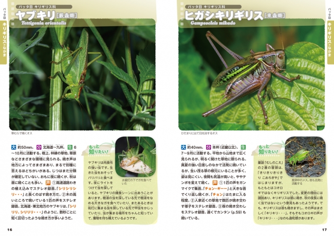 虫の鳴き声をおぼえたい人におすすめの図鑑。付属CDで虫の鳴き声が