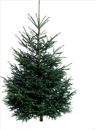 イケア・ジャパン全店舗で 本物のモミの木のクリスマスツリー販売