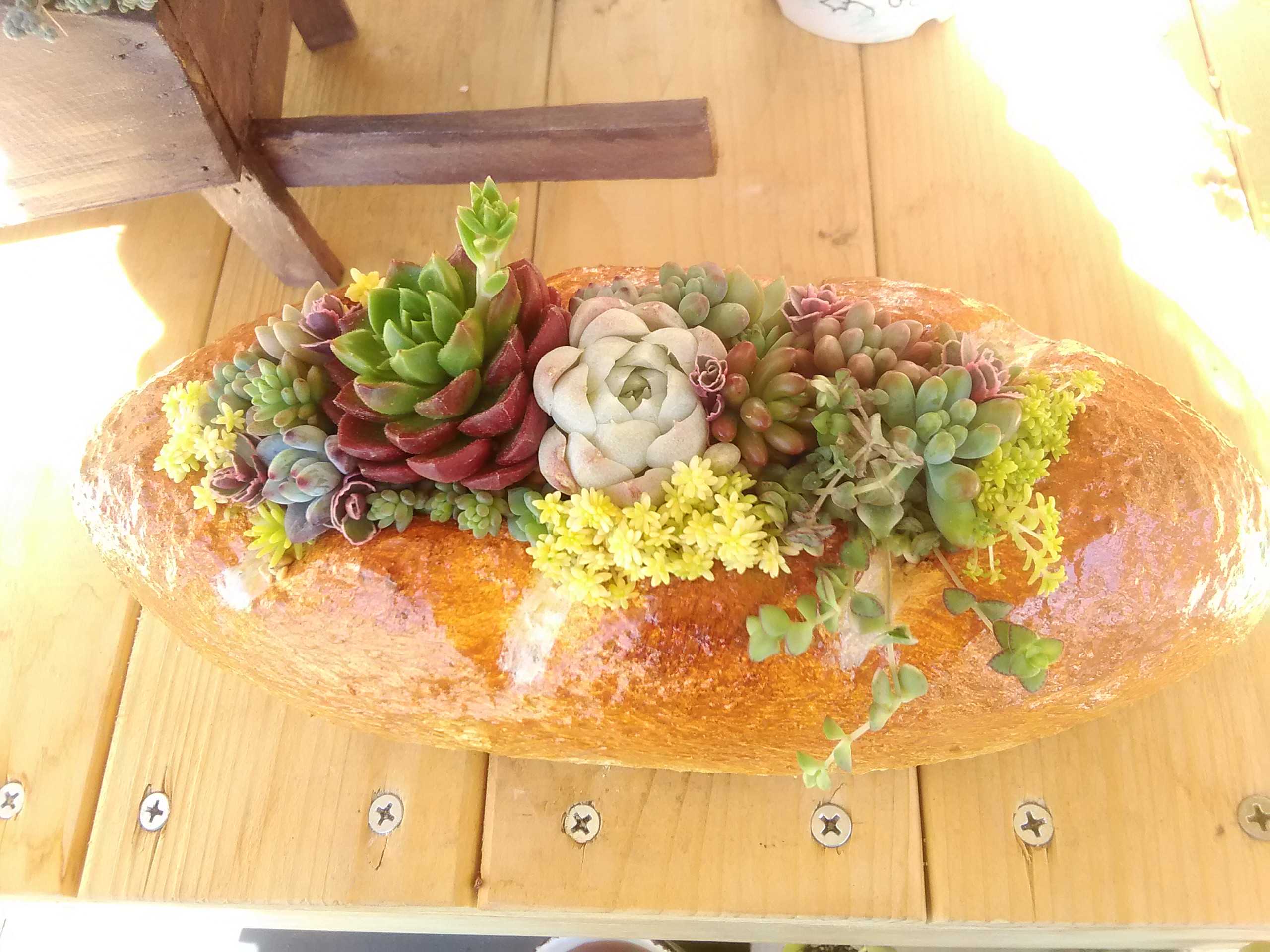 超豪華.*・ﾟ(*º∀º*)!!作家さん達の鉢に寄せ植え＆植え替え🌱 - 多肉