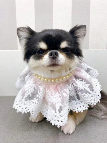 中央区八丁堀店 チワワの全身カット☆ | ブログ | 江東区でトリミング