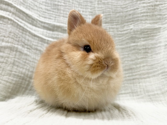 251030nd1 | 埼玉東京のうさぎ専門店ラビファー埼玉東京のうさぎ専門店