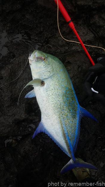 高くないとだめ？】タモ、タモの柄、ギャフ、ギャフの柄【どんなのが