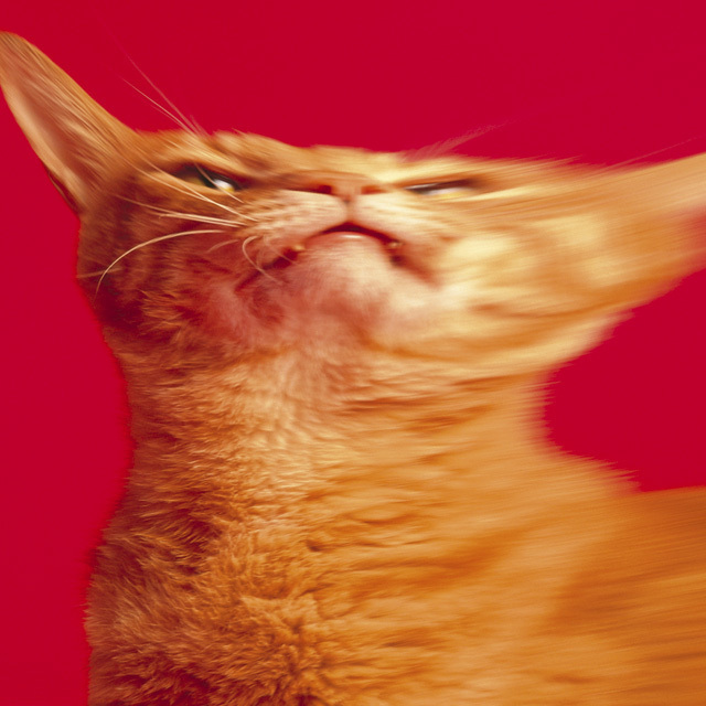 スピッツ初のアートブック『スピッツのデザイン』発売。草野マサムネの