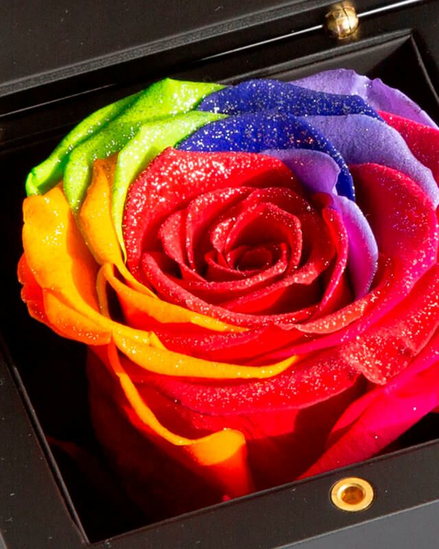 ダイヤモンドローズ(M)/セブンラック | ローズギャラリー銀座