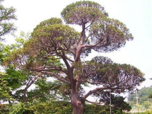 010-イチイ | 栃木県宇都宮市｜外構、造園工事はエクステリアの田村緑知苑