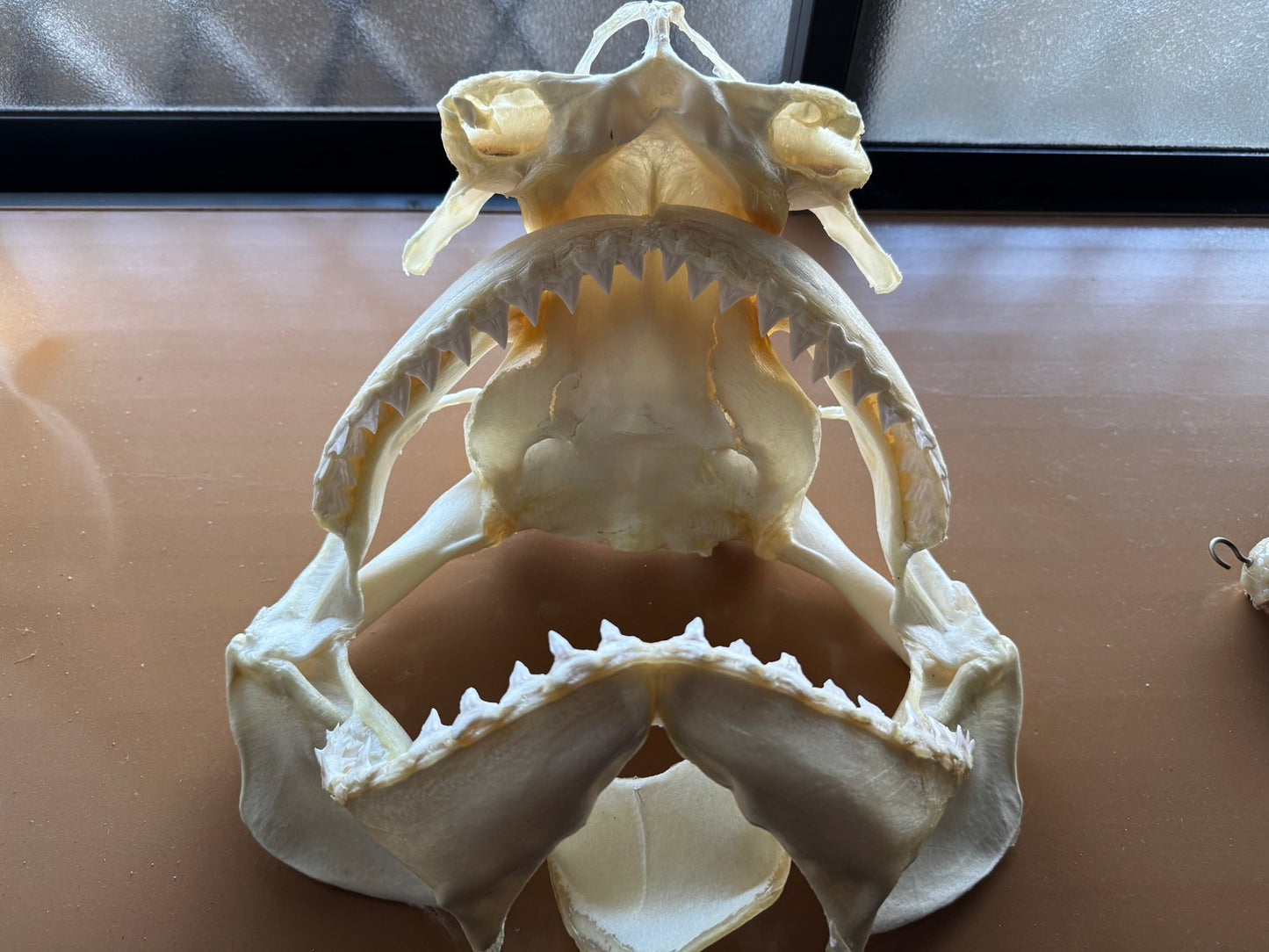 オオメジロザメ 頭骨標本 [Bull Shark] Skull specimen – RYUKYU SHARK