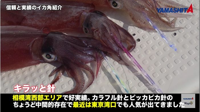 キラッと針 ヤリイカ
