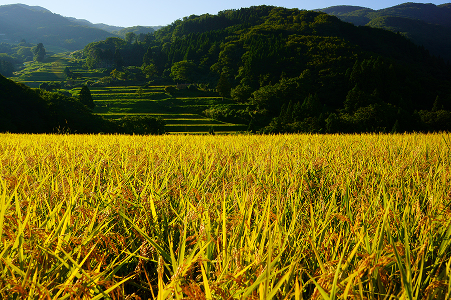岩首昇竜棚田 | 佐渡棚田協議会