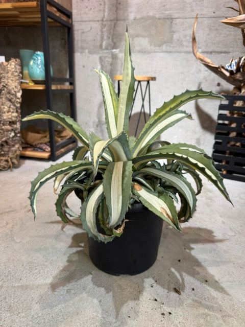 観葉植物 – さかもと生花園