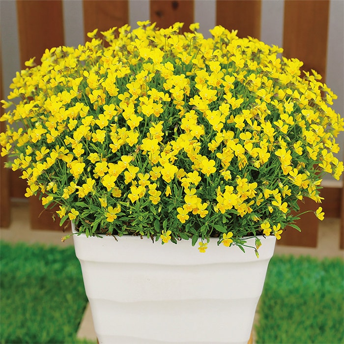 ビオラ フルーレット 見計らい｜種（タネ）,球根,苗,資材,ガーデニング