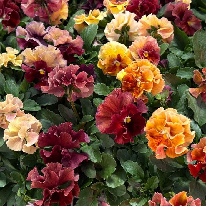 パンジー シエルブリエ オレンジ＆レッド系 見計らいミックス｜種