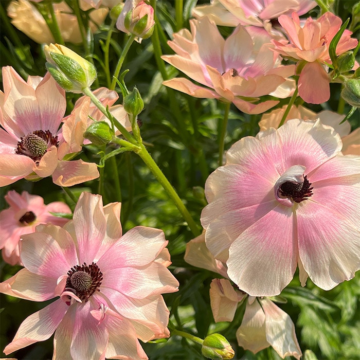 ラナンキュラス ラックス ヘスティア｜種（タネ）,球根,苗,資材