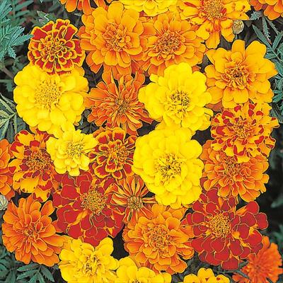 マリーゴールド サファリ ミックス｜種（タネ）,球根,苗,資材