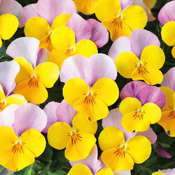 セルトップ(R)苗 ビオラ ユニークカラー 2種セット｜種（タネ）,球根