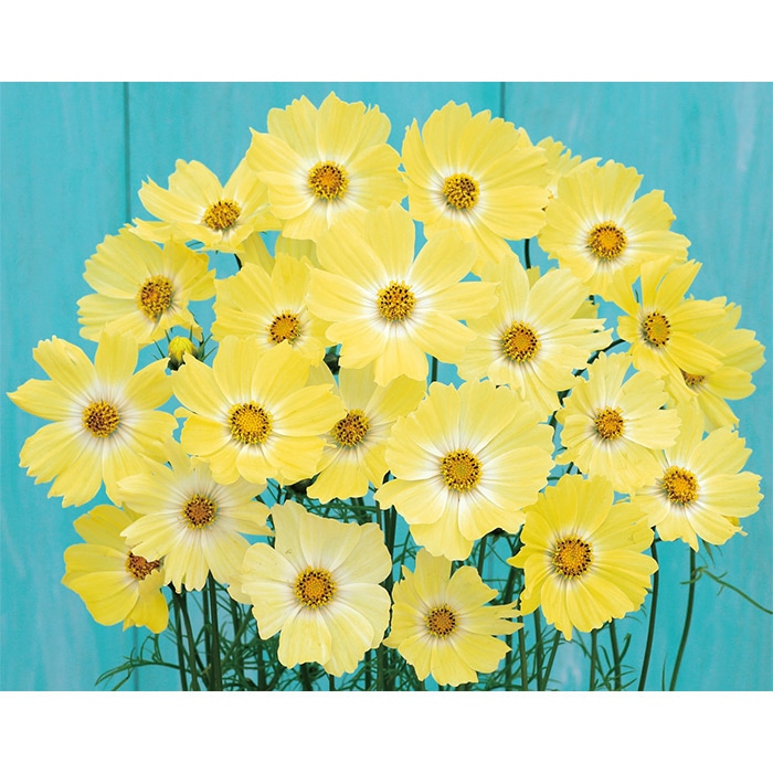 コスモス イエロー キャンパス｜種（タネ）,球根,苗,資材,ガーデニング