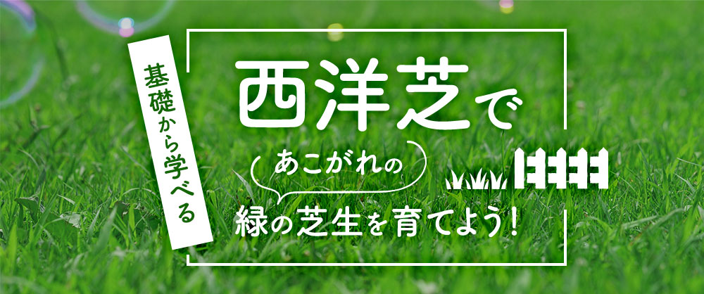 西洋芝 みどりの芝生シリーズ 日陰に強い｜種（タネ）,球根,苗,資材