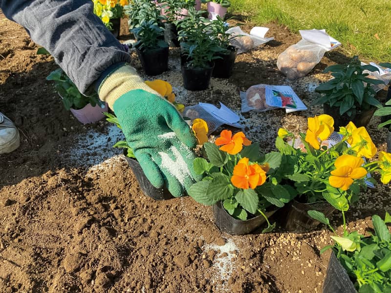教えて杉井先生！プロに学ぶすてきな秋冬花壇の作り方｜特集｜読みもの