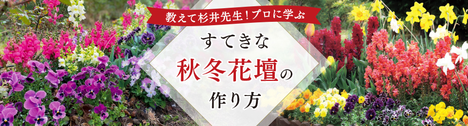 教えて杉井先生！プロに学ぶすてきな秋冬花壇の作り方｜特集｜読みもの