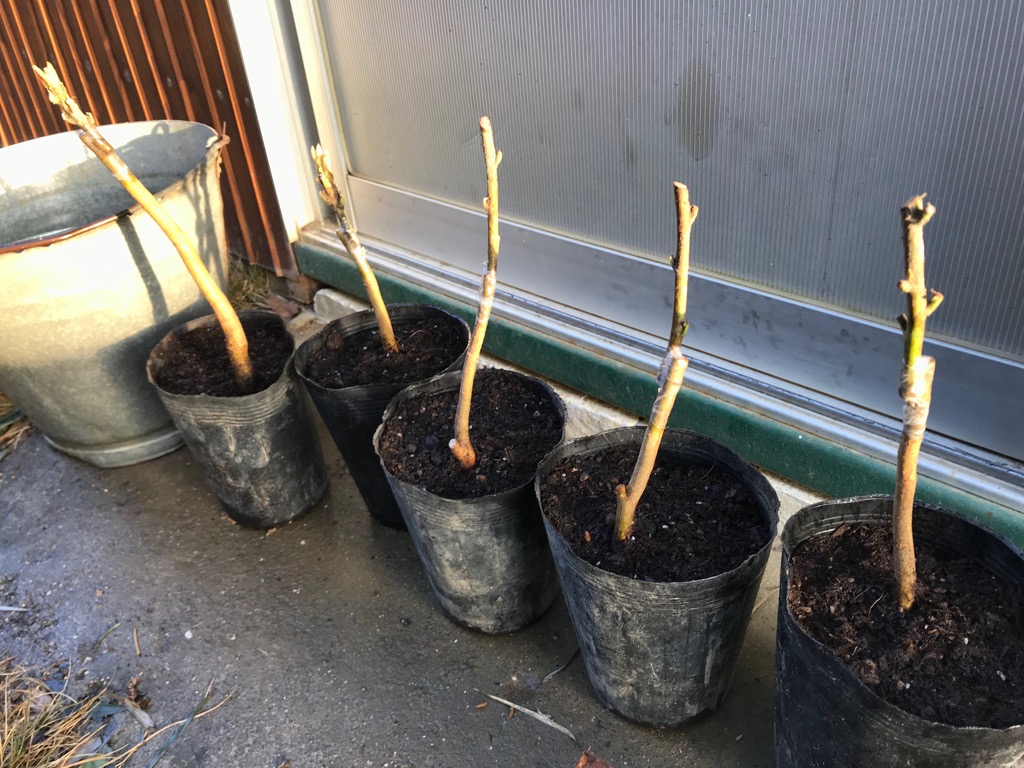 果樹園の再生（25）イチジクの挿し木 | 鈴鹿で里山＆古民家再生