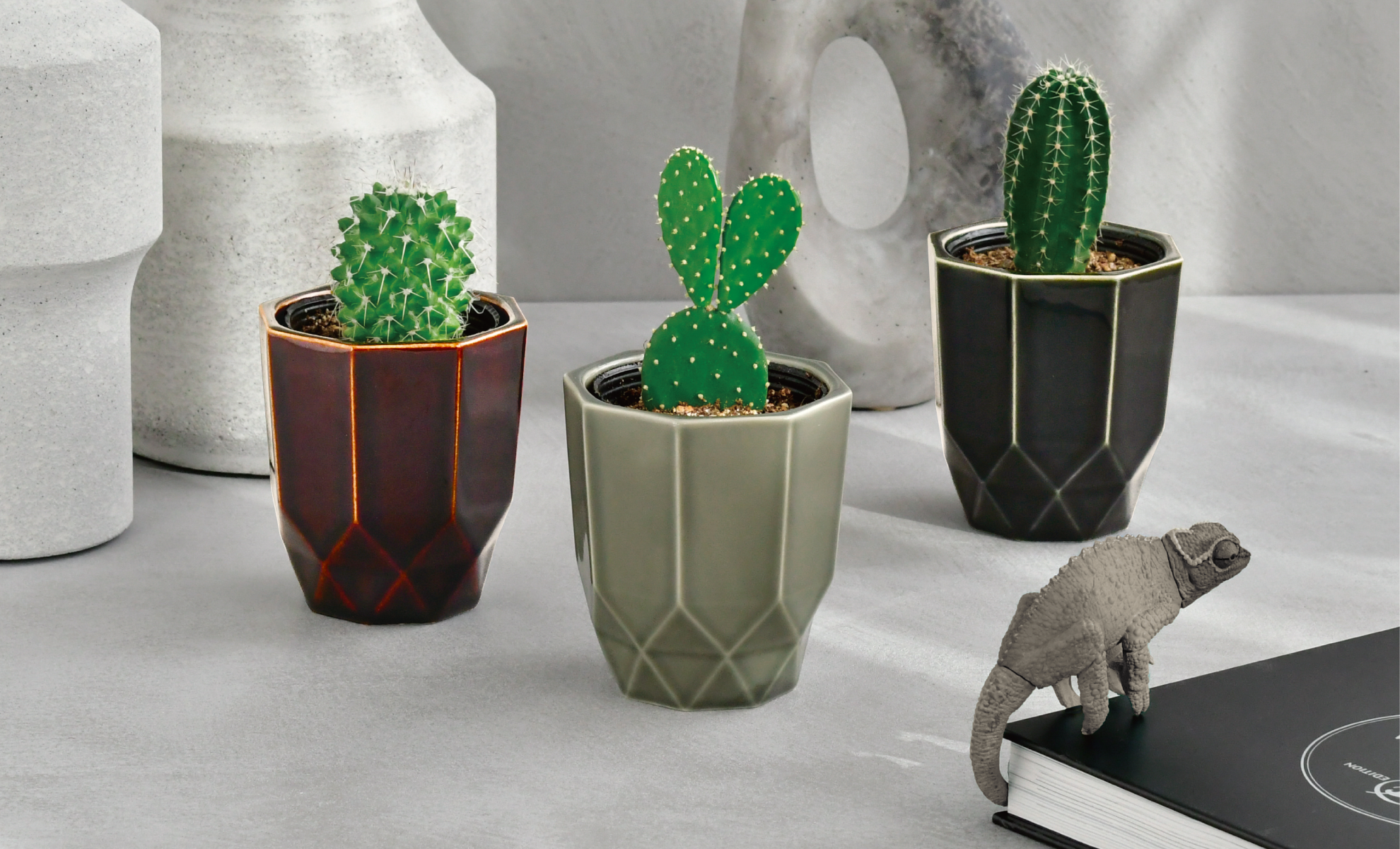 HACHI KAKU CACTUS - 聖新陶芸株式会社｜栽培キットの企画・製造・販売