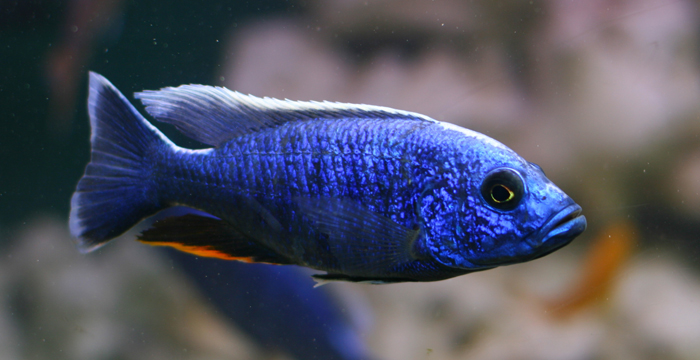 アフリカンシクリッドの仲間に最適なセラ製品情報 | 株式会社セラジャパン