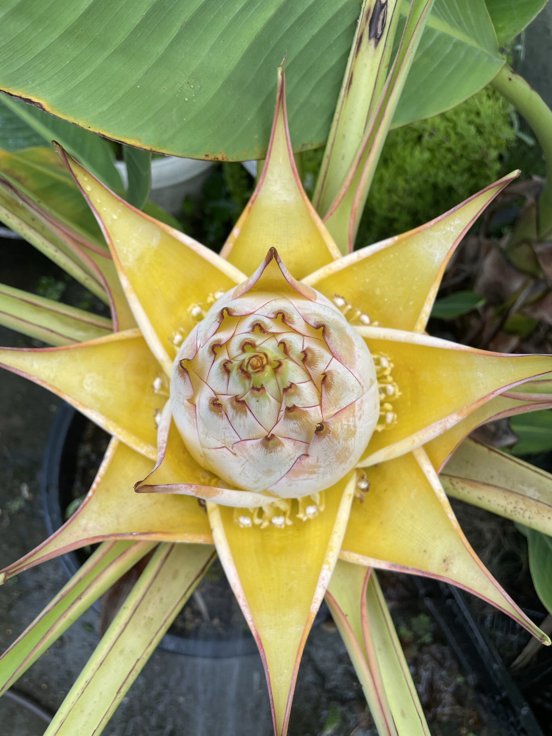 チユウキンレンの育て方は？開花期間は100日以上もあります！バナナに