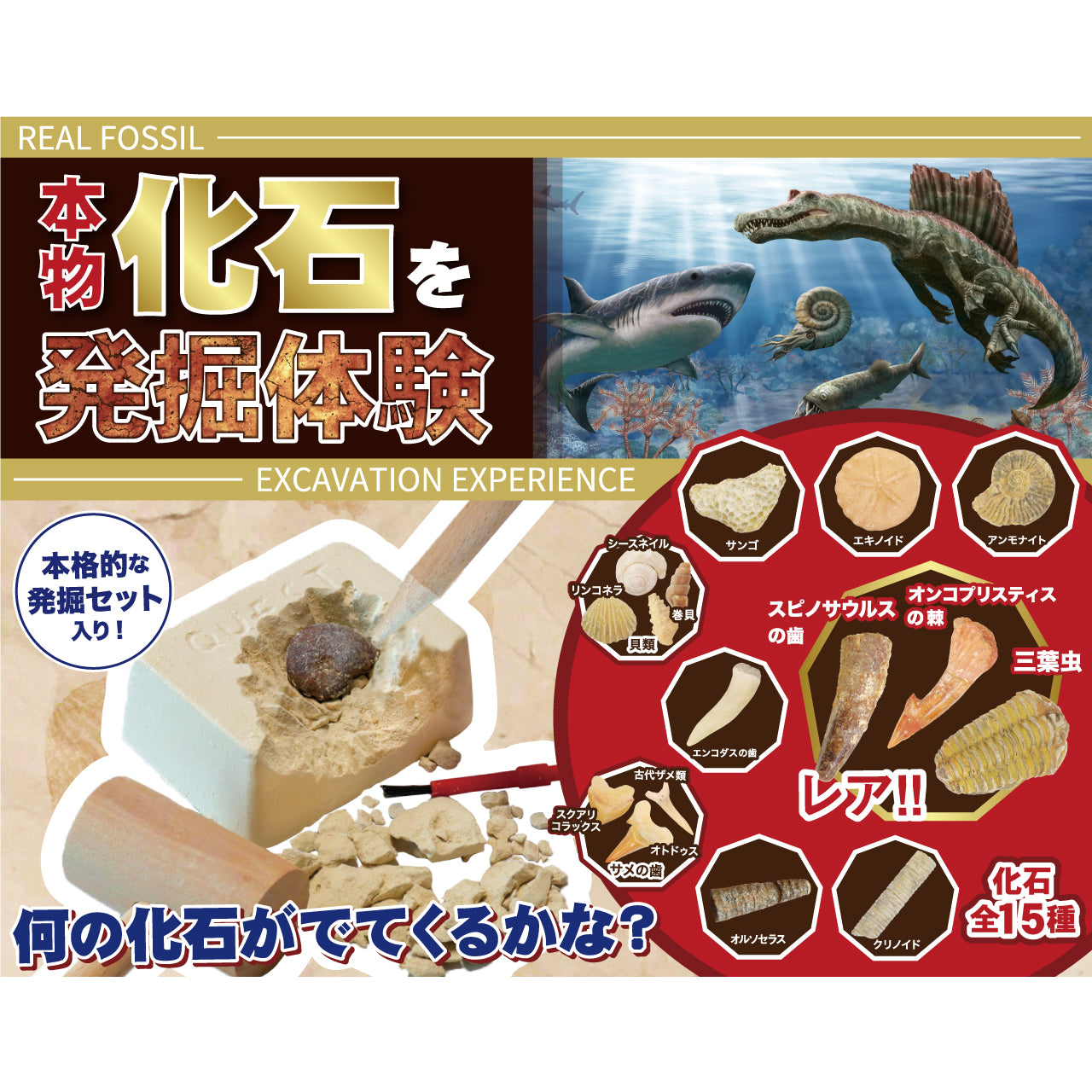化石発掘体験【触れる図鑑】/本物の化石が入った発掘キット – 親子の