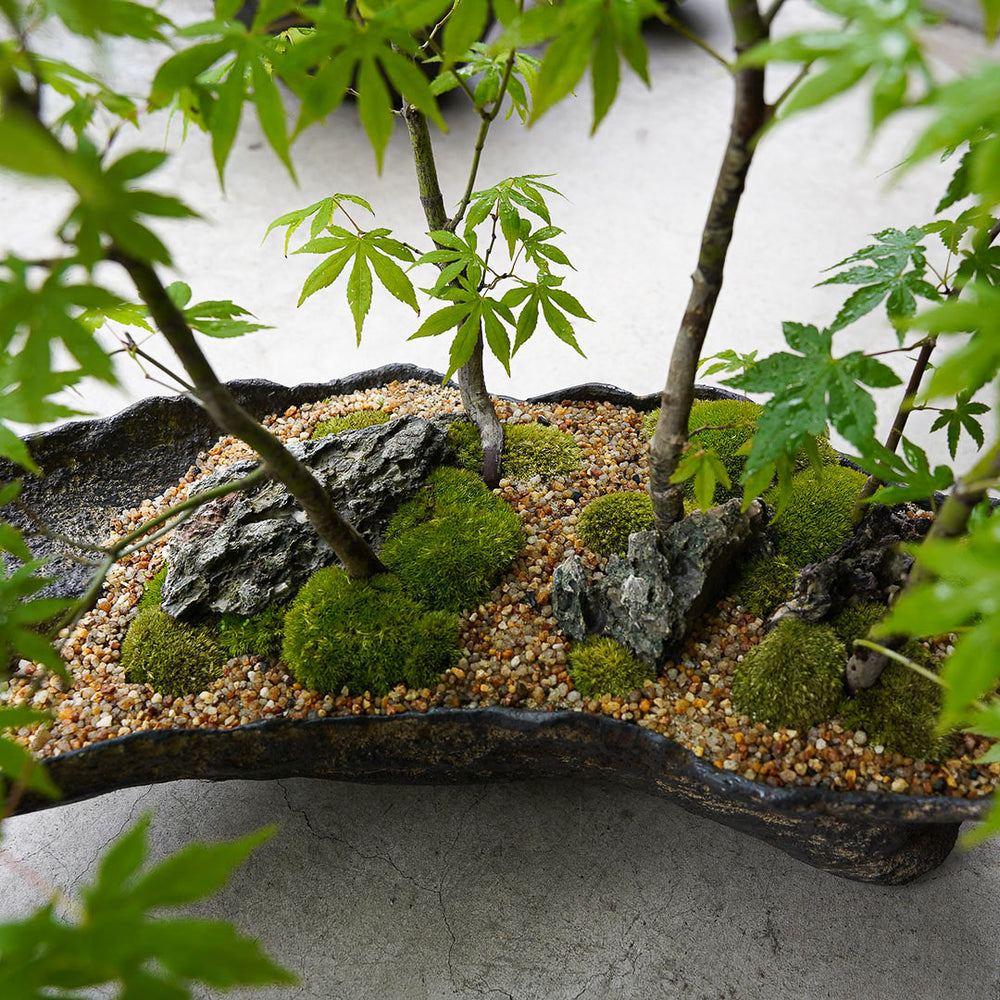 ○23-SJ2 鞍馬鉢 船型 イロハモミジ寄せ植え 石付き – 雨晴/AMAHARE