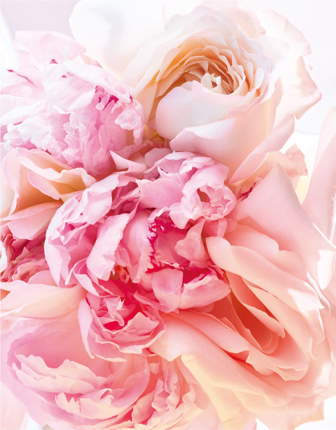 ブルガリ ローズ ゴルデア ブロッサム ディライト オードトワレ 50mL