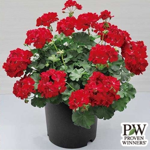 スーパーゼラニウム・チャンピオン レッド 農水省登録品種（品種名