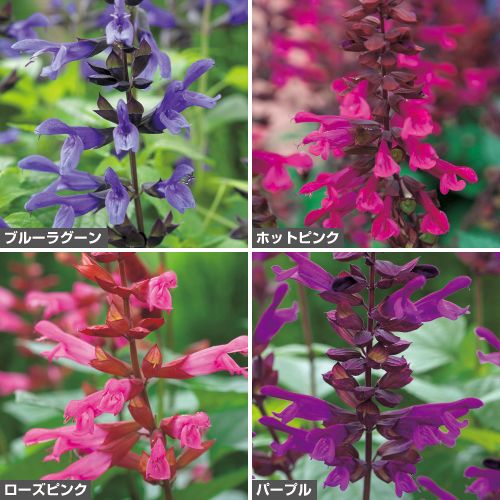 サルビア・リトルバード4種 セット| 種・苗・ガーデニング用品の