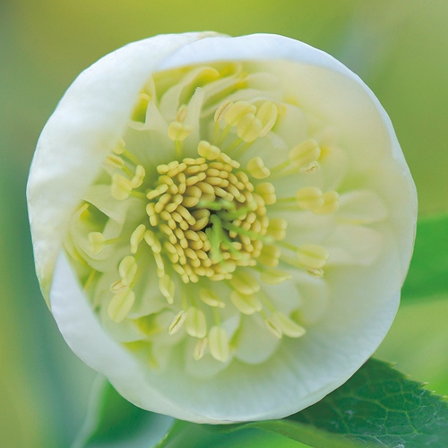 クリスマスローズ・カップ咲きセミダブルホワイト| 種・苗