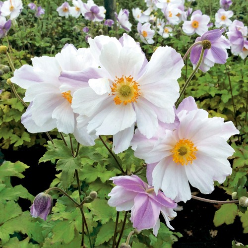 アネモネ・ドリーミングスワン| 種・苗・ガーデニング用品の【タキイ