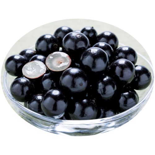 四季なり大実 ジャボチカバ 【大苗】(15cm)| 種・苗・ガーデニング用品