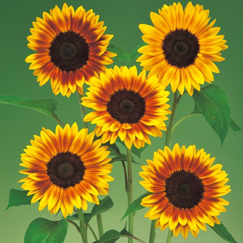 ひまわり・F1サンリッチ マロンLD| 種・苗・ガーデニング用品の