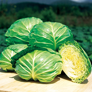 キャベツ・初夏のかほり| 種・苗・ガーデニング用品の【タキイネット通販】