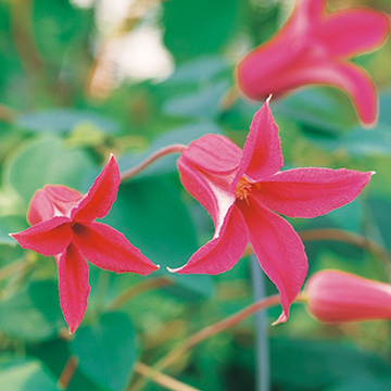 クレマチス｜タキイネット通販【公式】