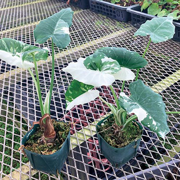 733-NIN042.jpg?202603041439